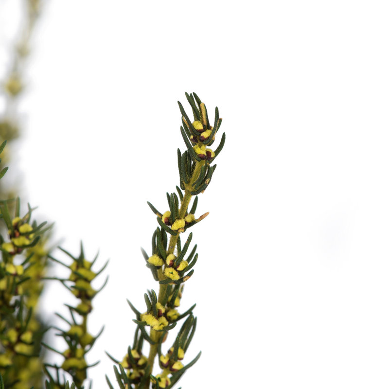 Preserved Grabia Arrangement, Yellow