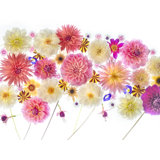Melody With Dahlia Print by Harold Davis