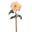 PEONY SINGLE SHORT STEM-1176094323