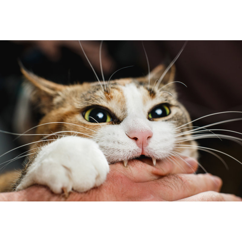 Ferocious Cat Bites Its Owner In The Arm With All Its Power - Wrapped Canvas Print, 61cm H x 91cm W x 3.8cm D