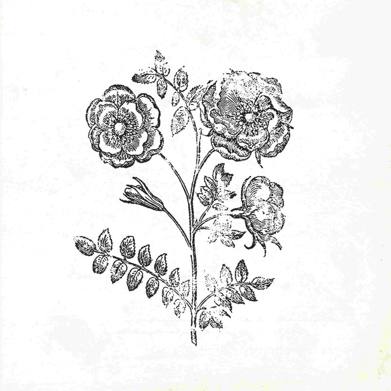Imprimé de fleurs rétro par - on, H 12 po x l 12 po