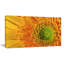 «Yellow Daisy Gerbera», gros plan - impression sur toile tendue-25565641