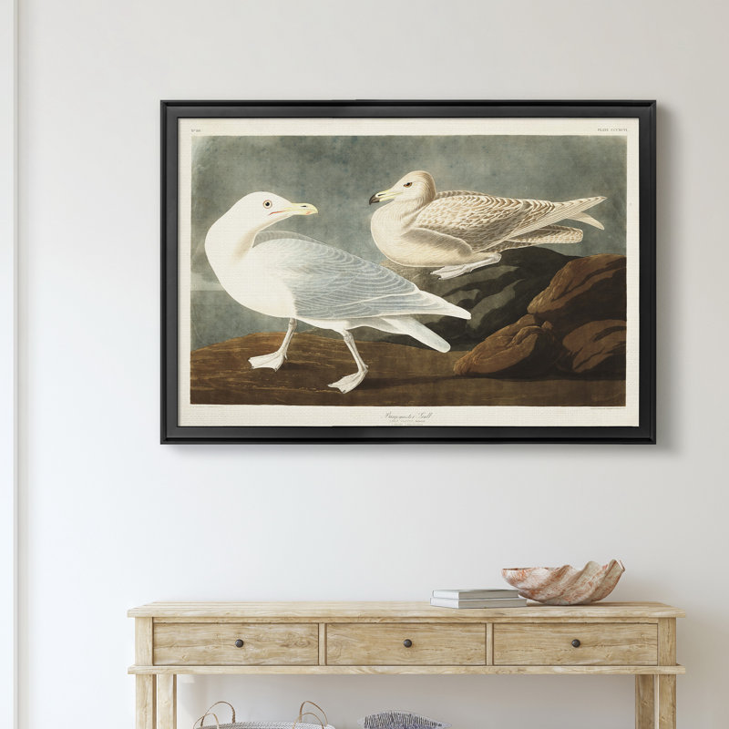 Burgomaster Gull - reproduction d'art sur toile, Noir, H 22,5 po x l 30,5 po x P 1,5 po