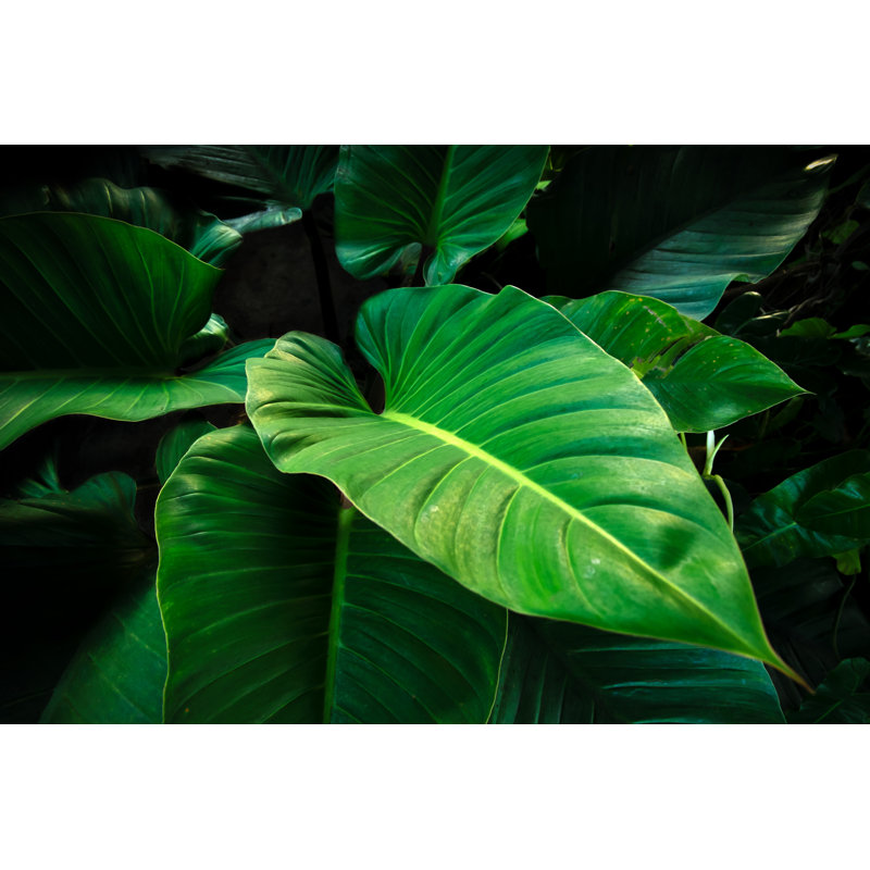 Tropical Leaves - Photographie sur toile tendue, H 32 po x l 48 po