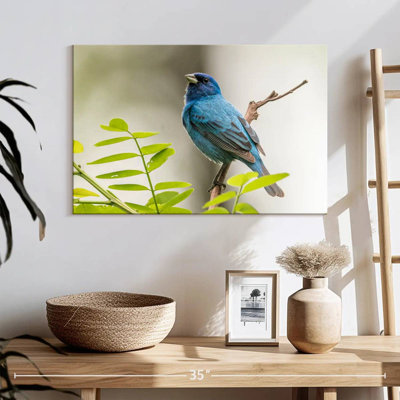 Bruant indigo Brampt