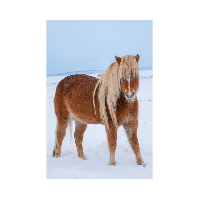 Traditional Icelandic Horse In Fresh Snow by Martin Zwick - Wrapped Canvas Gallery-Wrapped Canvas Giclée