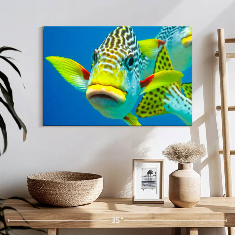 Gros plan sur les Sweetlips