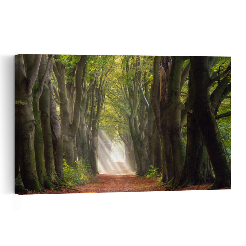 «Sunlit Forest Path Ethereal Peaceful Serene Autumn Forest», reproduction d'art murale, H 32 po x l 48 po
