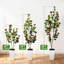 Plant-1461763213