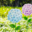 Piquet de jardin 24 po H