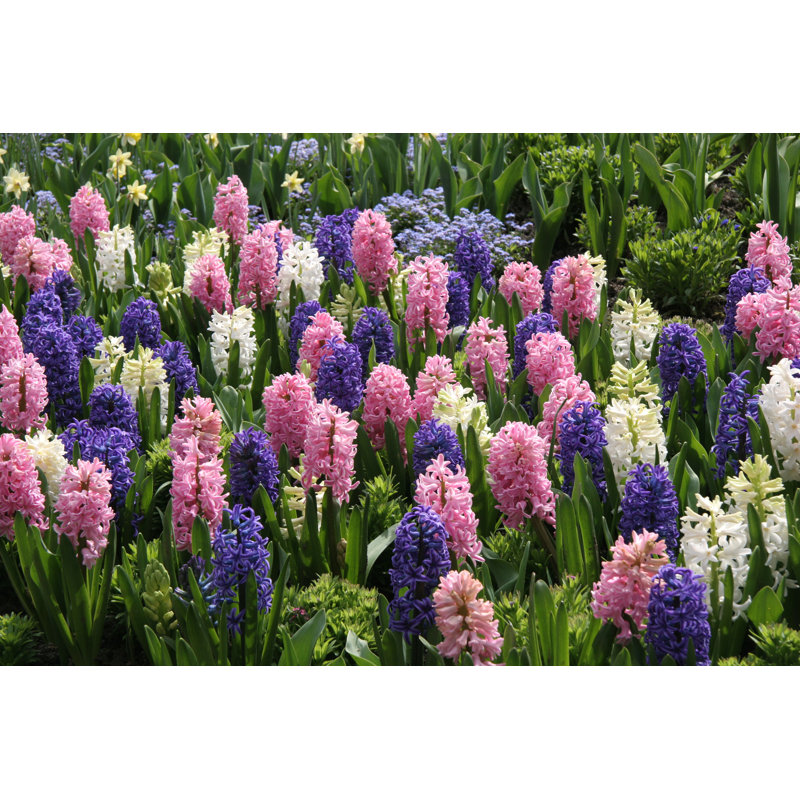 Perfect spring hyacinths, 30cm H x 46cm W
