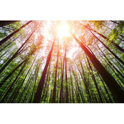 Soleil dans la forêt par Hudiemm