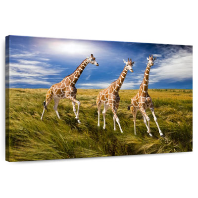 Three Running Giraffes