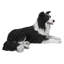Border collie couché