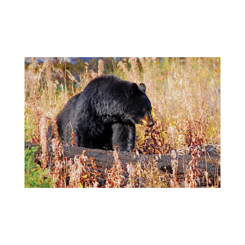 Rosie 1 Piece Wrapped Canvas Wall Art