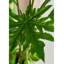 Super grand arbre artificiel melon artificiel plante verte