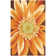 Colleen Floral Indoor Rug