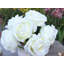 Agencements de roses ouverts artificiels et étagères en vase-2020478599