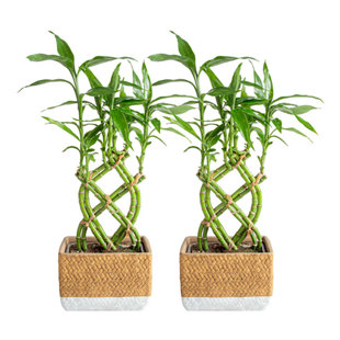 Lucky Bamboo - Individual Bamboo Sticks from ; Our lucky  bamboo stalks are selected from the Taiwan species which are stronger and