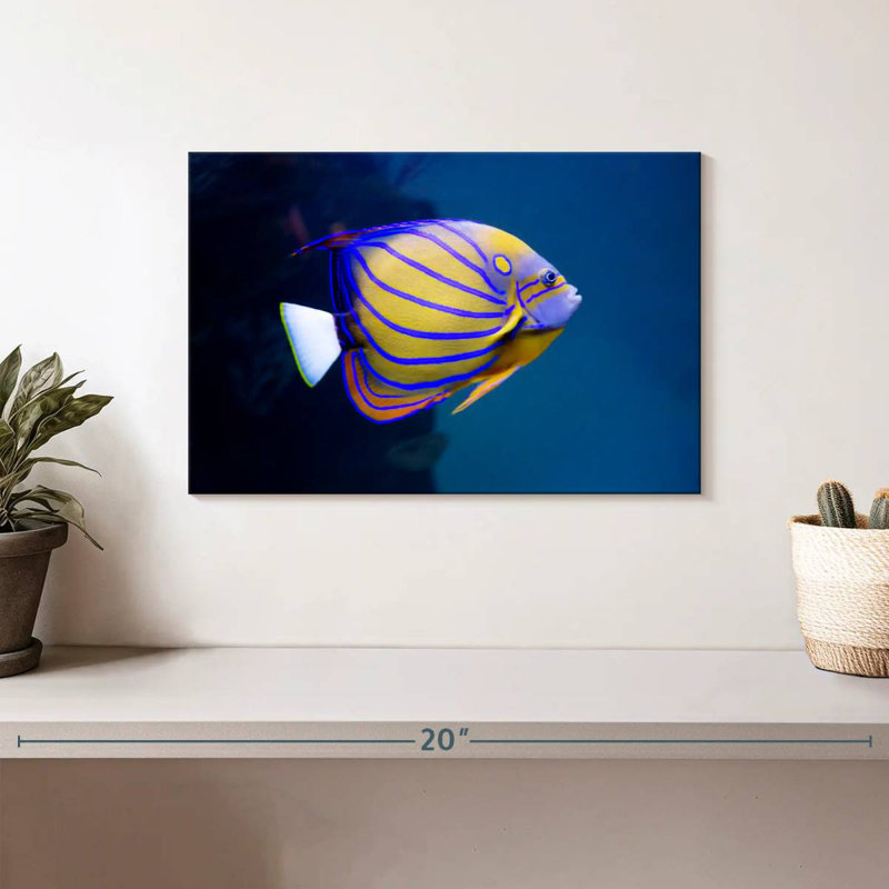 Brampt Colorful Angelfish, 8" H x 12" W