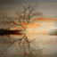 «Red Leafs B» par Parvez Taj - reproduction de photo sur toile-23840146