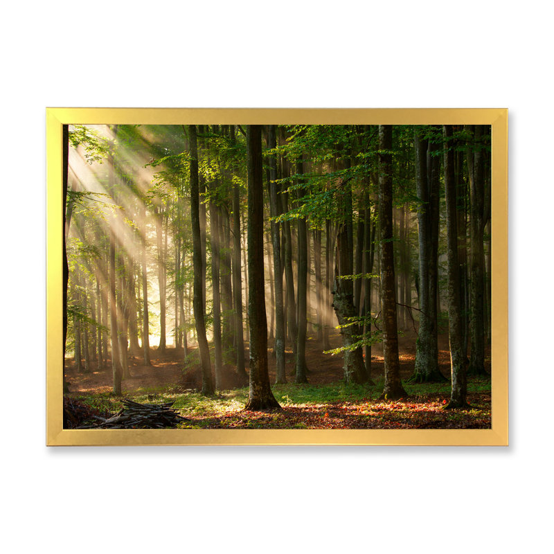«Sunshine Through the Trees in the Woods», reproduction sur toile encadrée, H 24 po x l 36 po x P 1 po, Cadre photo doré