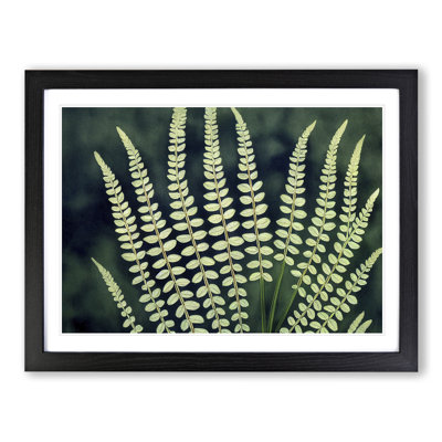 Beguiling Fern Leaf - Single Picture Frame Print