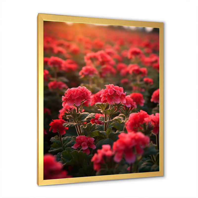 Photo Og Geraniums Field II sur toile, H 20 po x l 12 po x P 1 po, Cadre doré simple