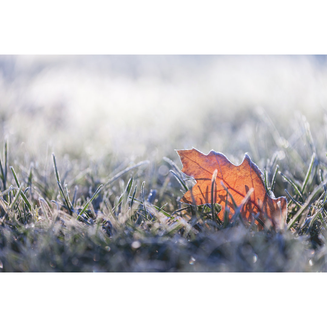 Leinwandbild Fallen Leaf Covered In Winter Frost