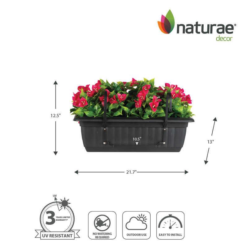 Bougain d'extérieur Fuschia. Pot à fleurs, Vert / Rouge