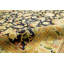 Wool Oriental Area Rug