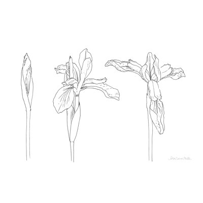 Sketched Iris by Sara Zieve Miller - Wrapped Canvas Print