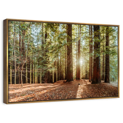 Redwood With Sun Rays