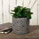 Cement Indoor / Outdoor Cachepot