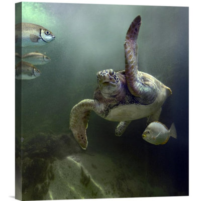 " Green Sea Turtle And Fish "