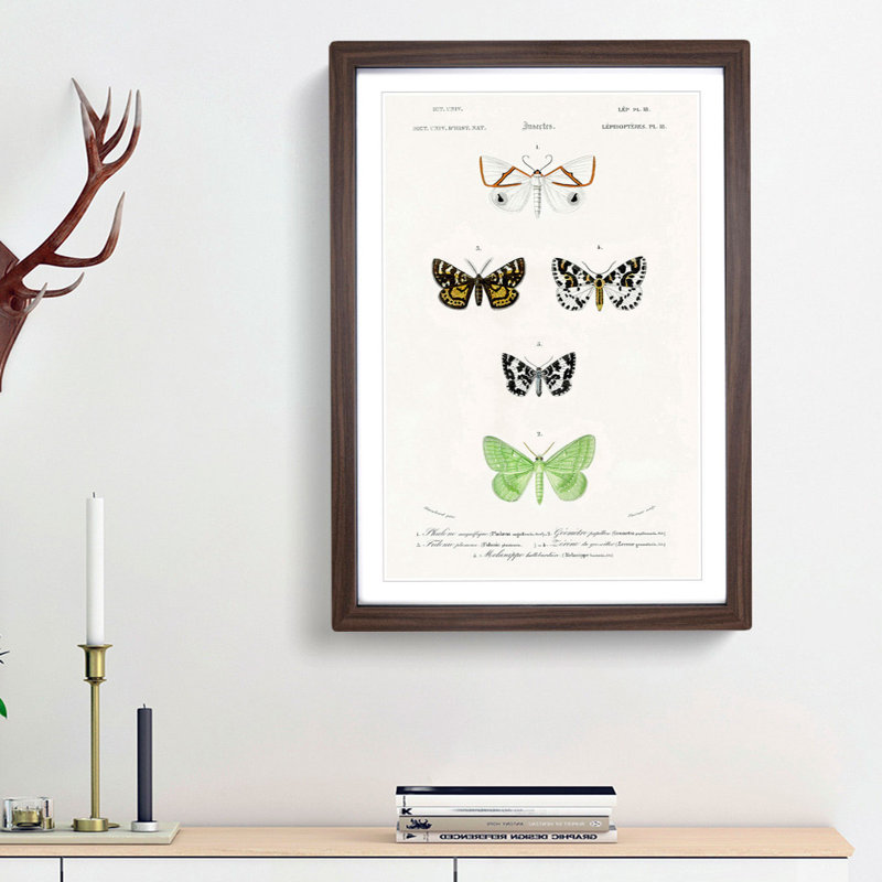 Moth Illustrations Pl.18 by Charles d' Orbigny - Picture Frame Painting Print, 48cm H x 36cm W x 2cm D, Walnut Framed