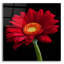 "Red Gerbera On Black 01" par Tom Quartermaine-1308159611