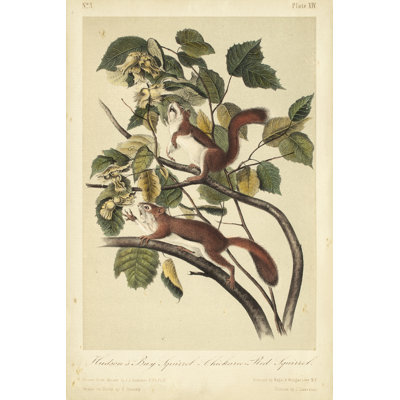 Écureuil Audubon II