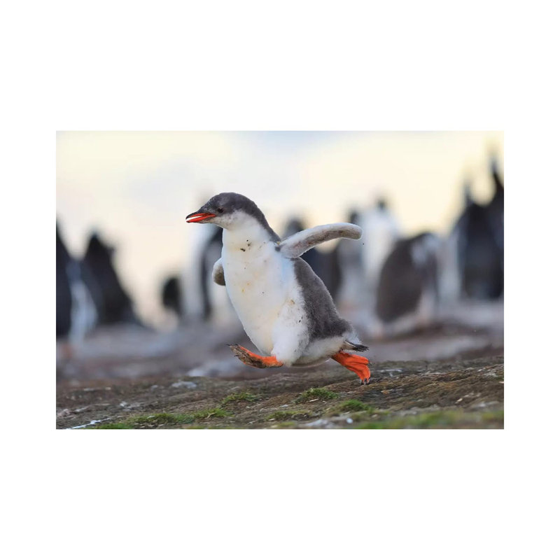Sprinting Gentoo Penguin Chick by Elmar Weiss - Wrapped Canvas Print, 20.32 cm H x 30.48 cm W