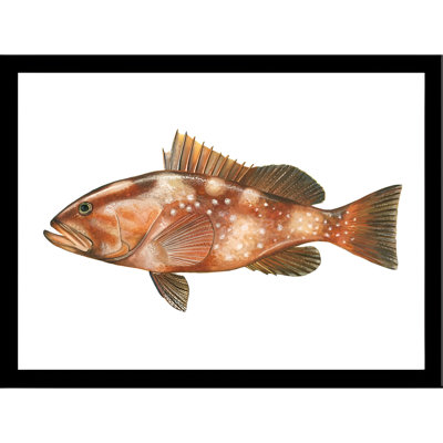 " Red Grouper Fish " by Ed Capeau