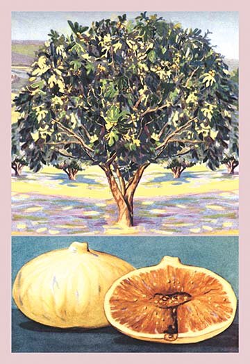 fig tree painting