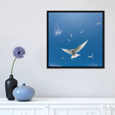 « arctique tern ii », reproduction de photo sur toile