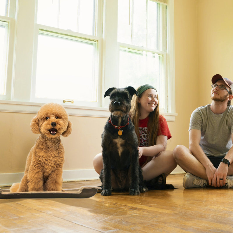 B-Snuggler, lit pour animal en carton