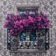 Andalusian Bloom