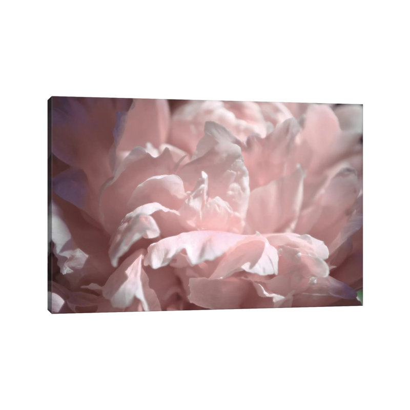 Velvet Peony II by Michelle Calkins - Wrapped Canvas Print, 20.32cm H x 30.48cm W x 1.905cm D