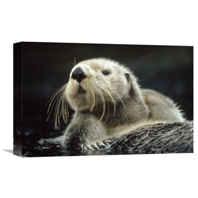 " Sea Otter Floating In Kelp, North America " by Tim Fitzharris