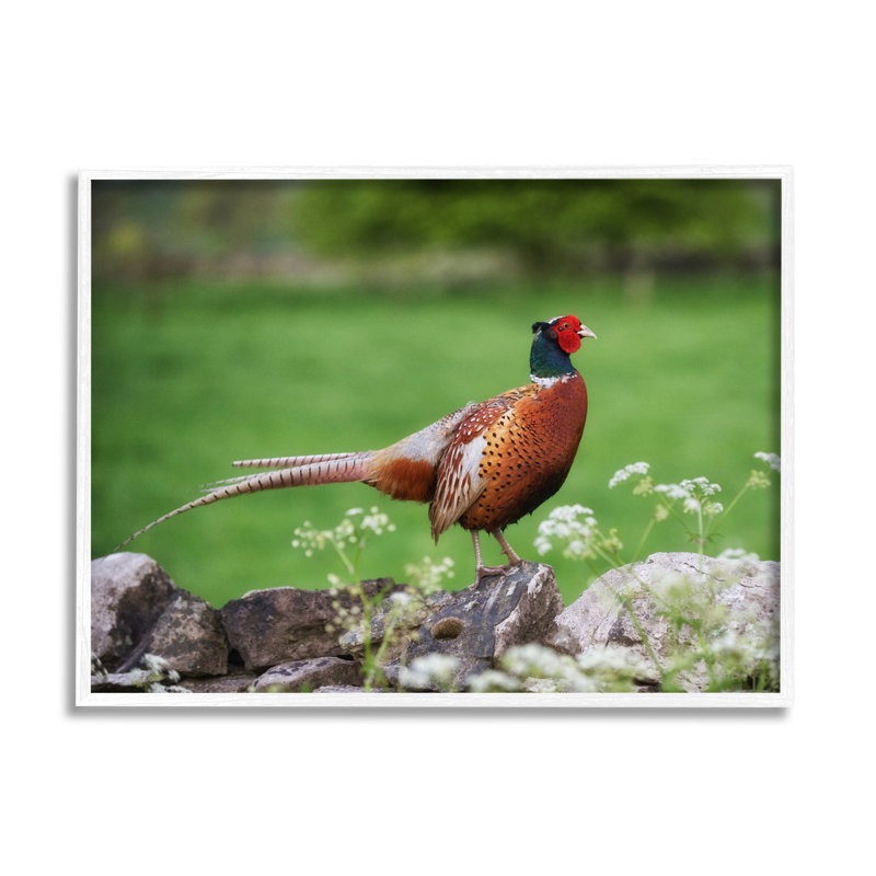 Pheasant Strolling Lush Grassland Urban Nature Landscape par James Dobson - Photographie de cadre flottant sur toile