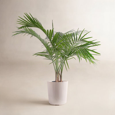 Costa Farms Majesty Palm Plant in Décor Pot