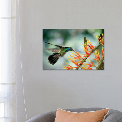 Green Violet-Ear Hummingbird Feeding, Monteverde Cloud Forest, Costa Rica 1 Piece Wrapped Canvas Wall Art