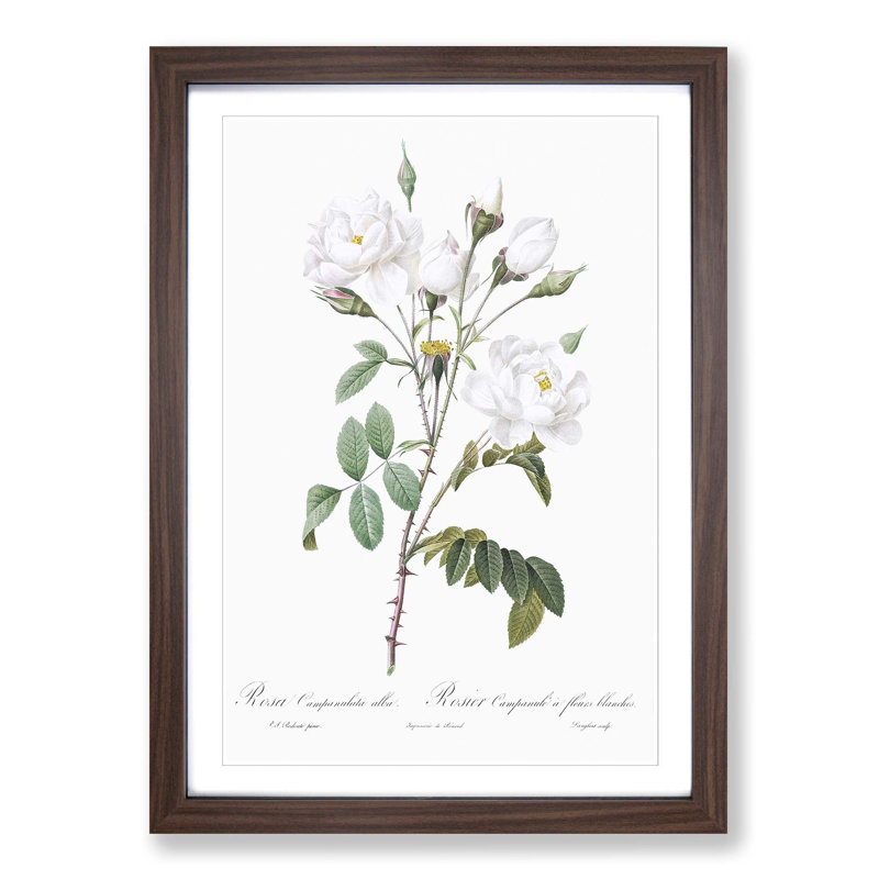 White Roses by Pierre-Joseph Redoute - Picture Frame Art Prints, 48cm H x 36cm W x 2cm D, Walnut Framed